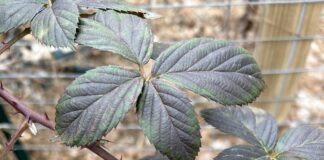 Gardening in January