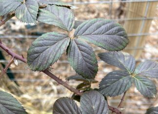 Gardening in January