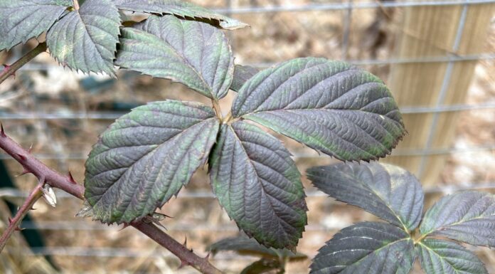 Gardening in January