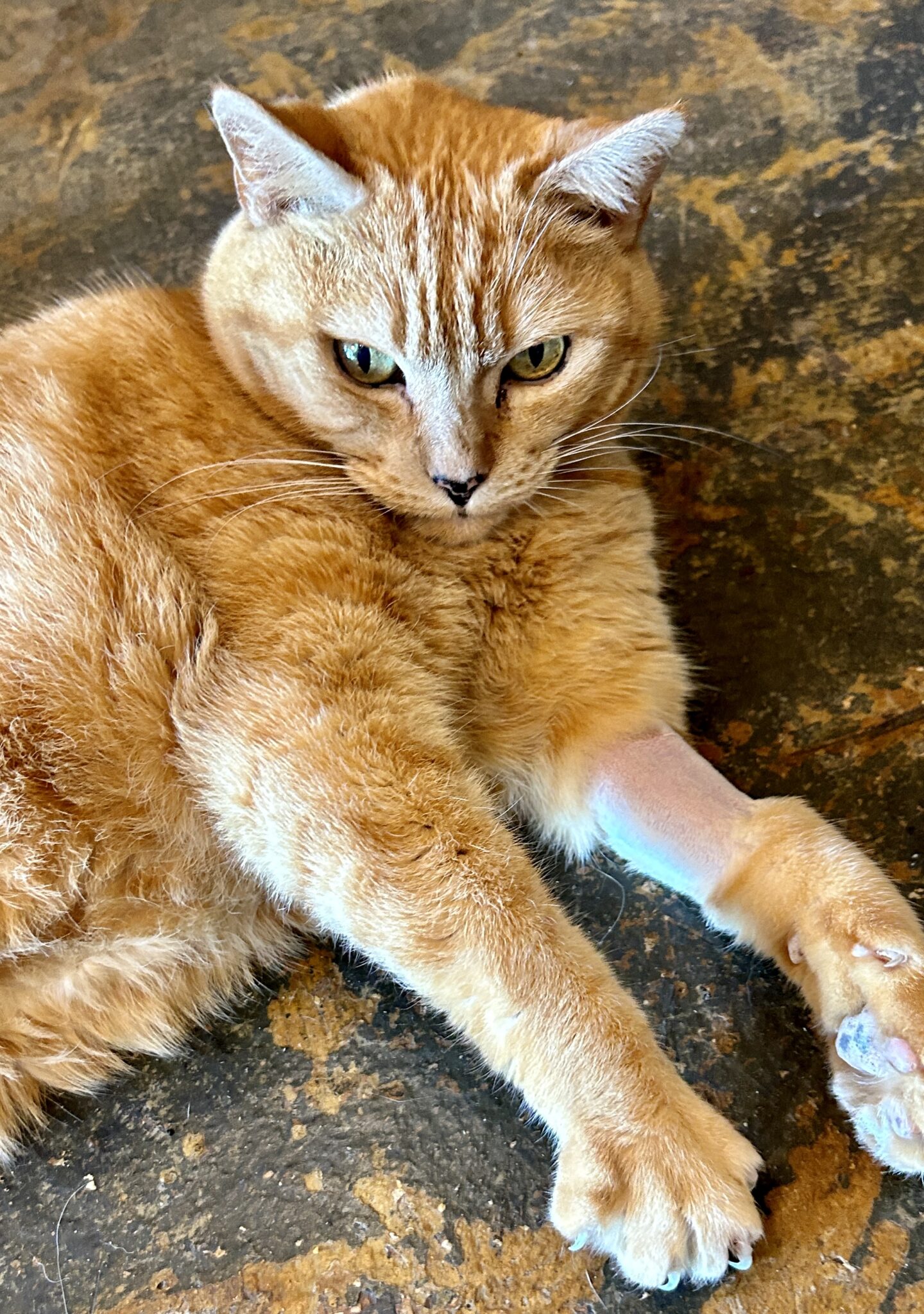 Daisy and her 9 lives - The Cullman Tribune Daisy and her 9 lives - The Cullman Tribune