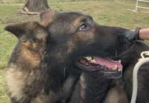 Pet of the Week: Uriah