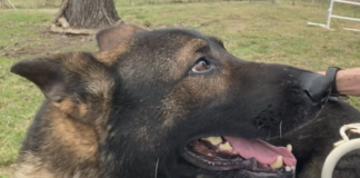 Pet of the Week: Uriah