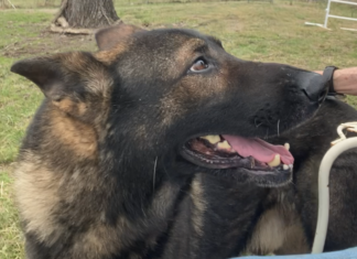 Pet of the Week: Uriah