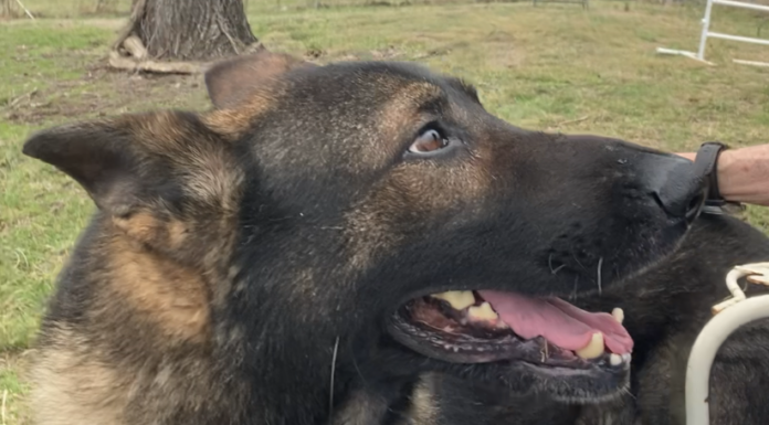 Pet of the Week: Uriah