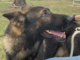 Pet of the Week: Uriah