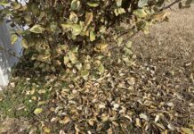 Breaking the ice: Will plants recover from recent freeze damage?