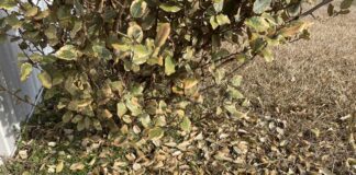 Breaking the ice: Will plants recover from recent freeze damage?