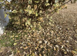 Breaking the ice: Will plants recover from recent freeze damage?