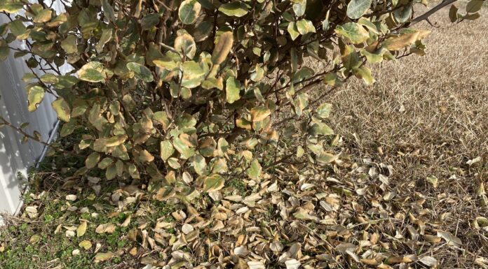 Breaking the ice: Will plants recover from recent freeze damage?