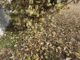 Breaking the ice: Will plants recover from recent freeze damage?