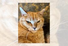 Daisy and her 9 lives