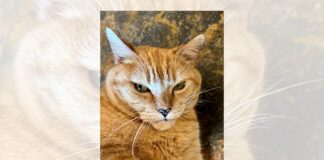 Daisy and her 9 lives