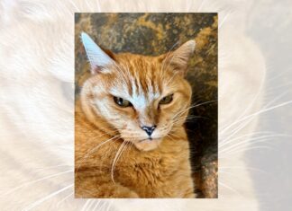 Daisy and her 9 lives