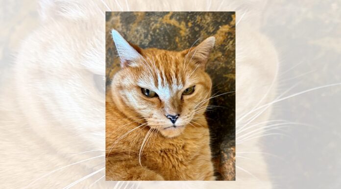 Daisy and her 9 lives