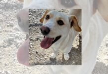 Get a pet – it’s good for your health