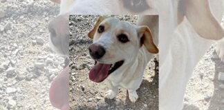 Get a pet – it’s good for your health