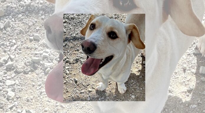 Get a pet – it’s good for your health