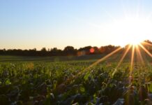 Alabama Farm Credit expands into crop insurance with new company, Farm Shield