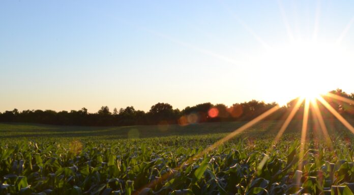 Alabama Farm Credit expands into crop insurance with new company, Farm Shield