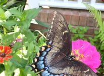 North Alabama Agriplex brings the love in February