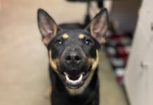 Pet of the Week: Betty Sue