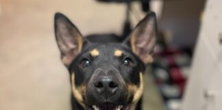 Pet of the Week: Betty Sue