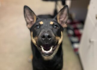 Pet of the Week: Betty Sue