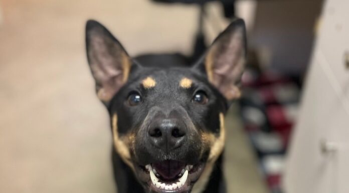 Pet of the Week: Betty Sue