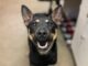 Pet of the Week: Betty Sue