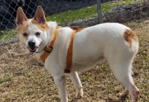 Pet of the Week: (Mr. Land of) Liberty