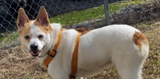 Pet of the Week: (Mr. Land of) Liberty