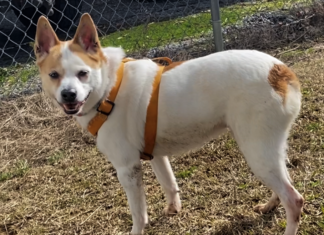 Pet of the Week: (Mr. Land of) Liberty