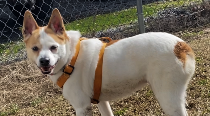 Pet of the Week: (Mr. Land of) Liberty