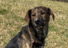Pet of the Week: Giggles