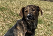 Pet of the Week: Giggles