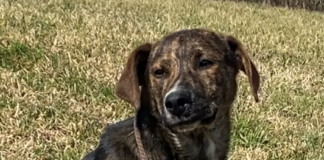 Pet of the Week: Giggles