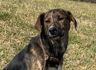 Pet of the Week: Giggles