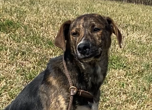 Pet of the Week: Giggles