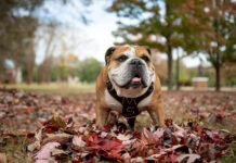 Local students named to Mississippi State University President’s, Dean’s Lists