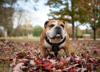 Local students named to Mississippi State University President’s, Dean’s Lists