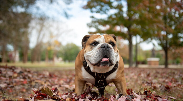 Local students named to Mississippi State University President’s, Dean’s Lists