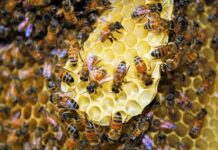 To bee or not to bee