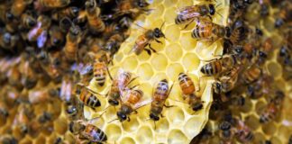 To bee or not to bee