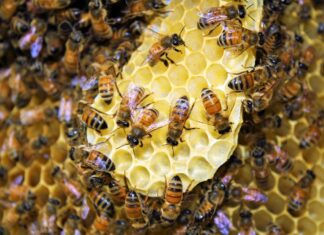 To bee or not to bee