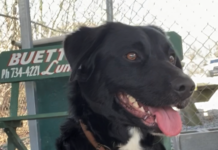 Pet of the Week: Boxer