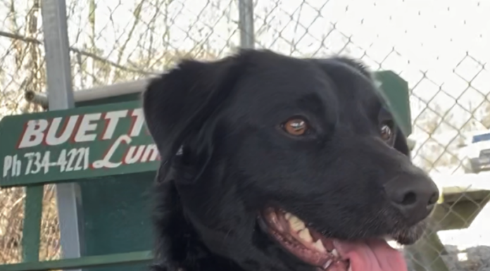 Pet of the Week: Boxer