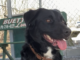 Pet of the Week: Boxer