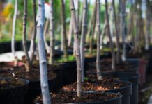 February gardening guide