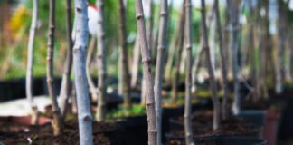 February gardening guide