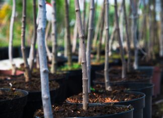 February gardening guide